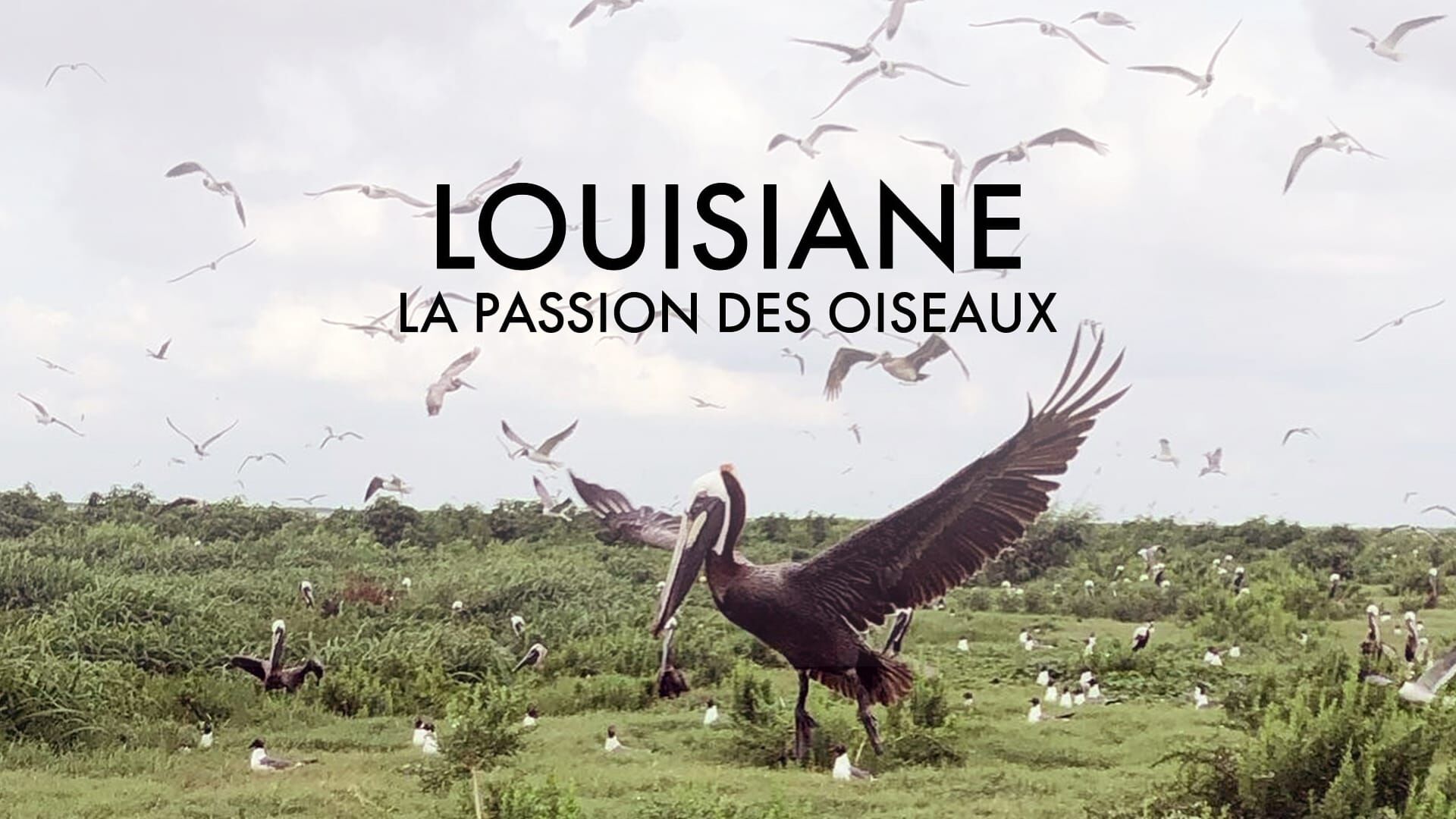 Louisiane, la passion des oiseaux