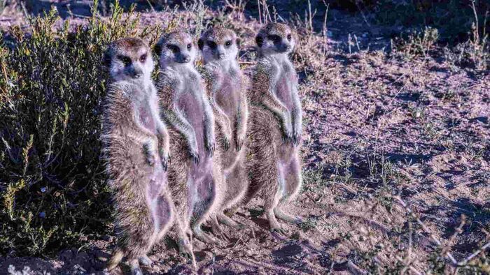 Kalahari