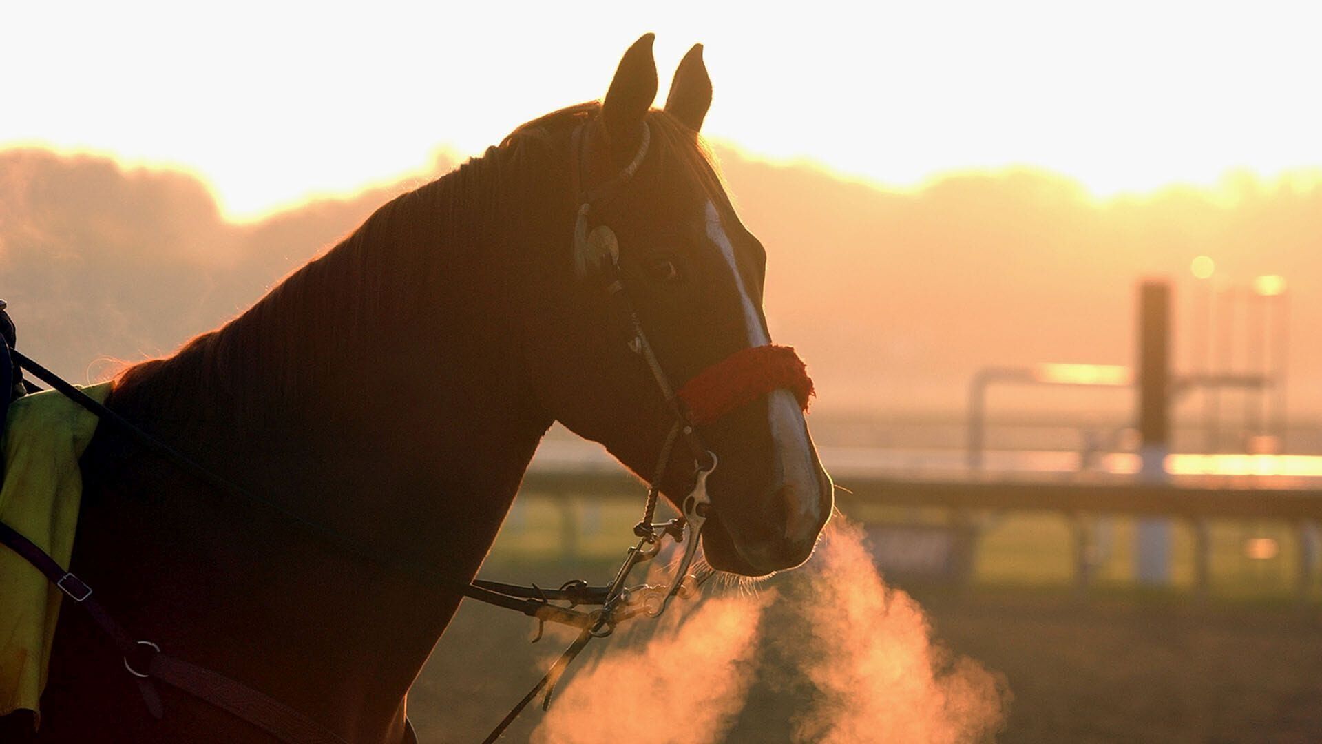 Equitation : Global Champions Tour