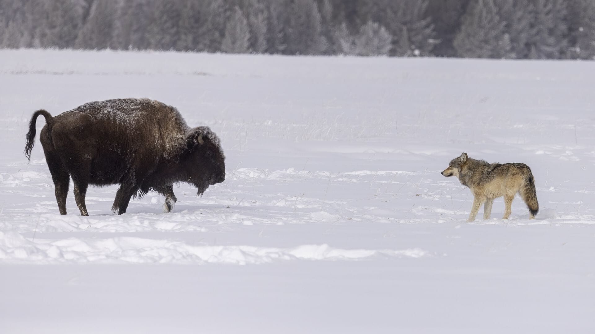 Le loup
