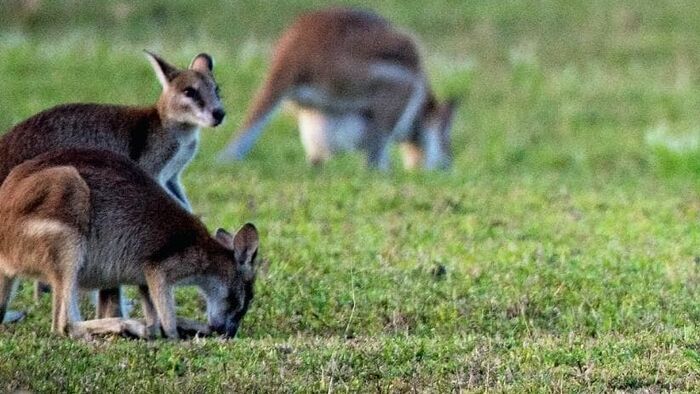 Wallabies en danger
