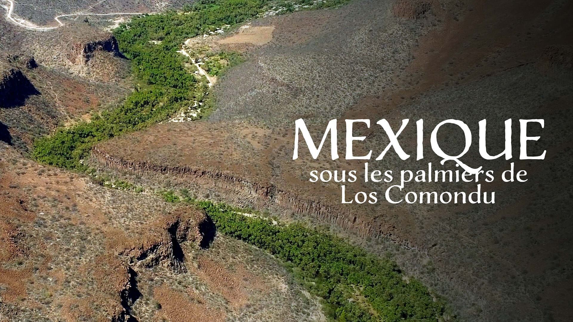 Mexique, sous les palmiers de Los Comondu