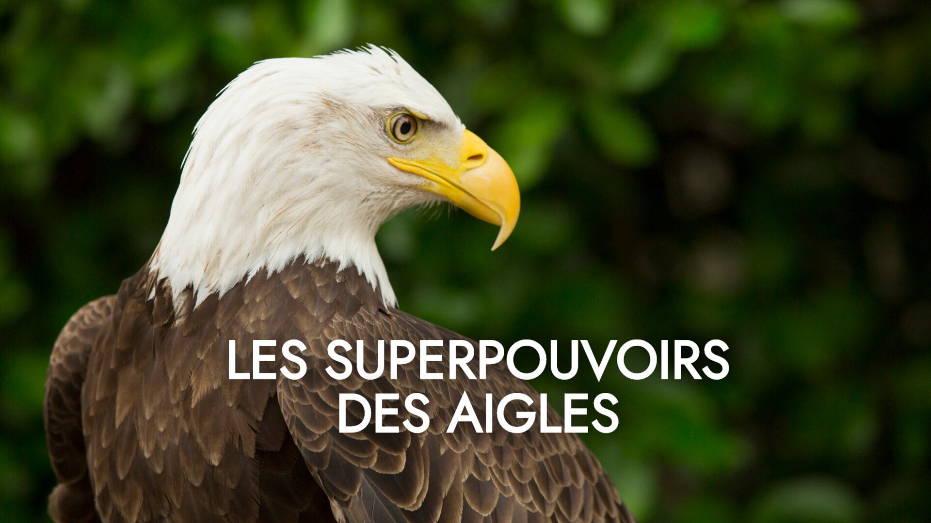 Les superpouvoirs des aigles