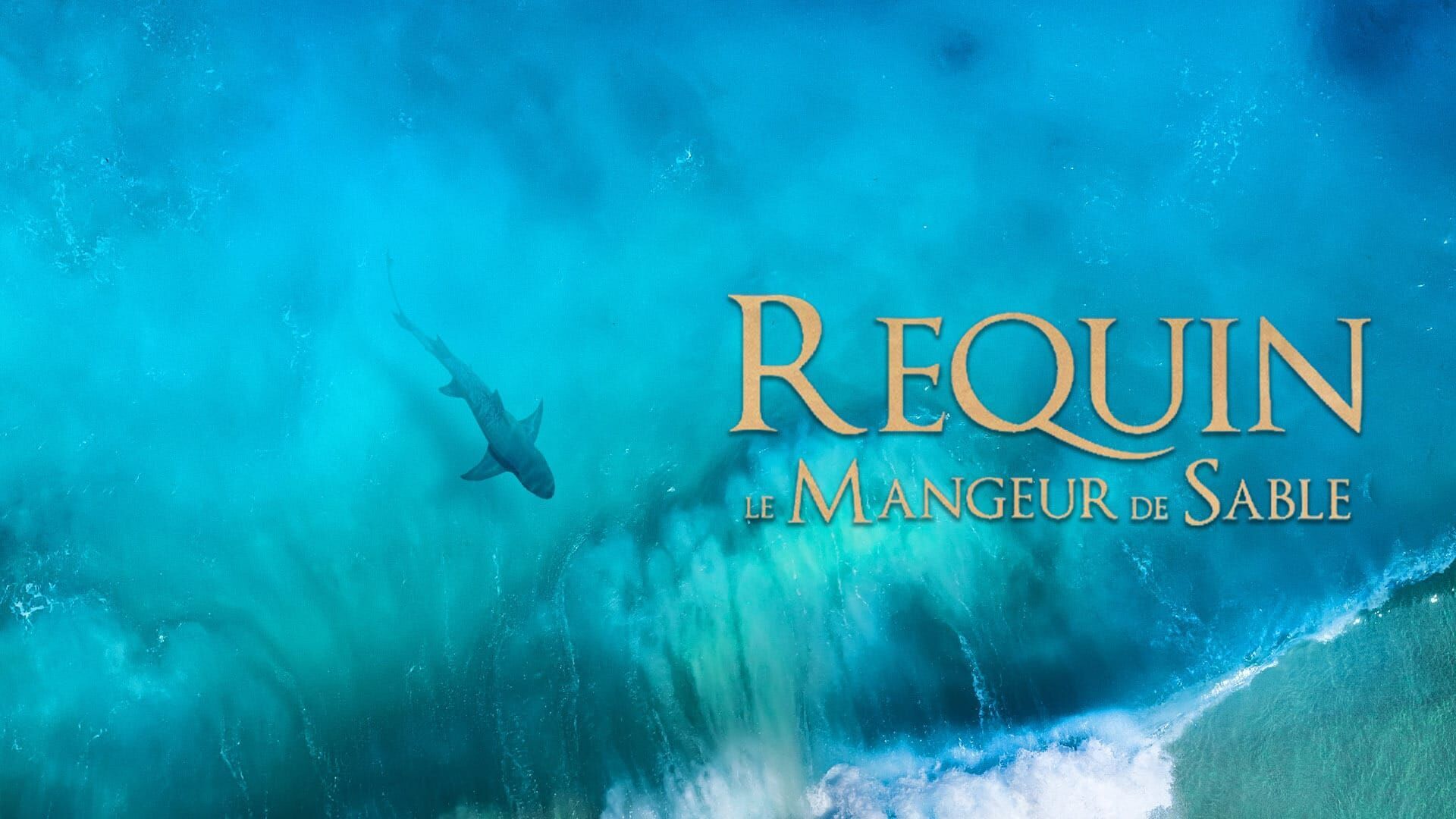 Requin, le mangeur de sable