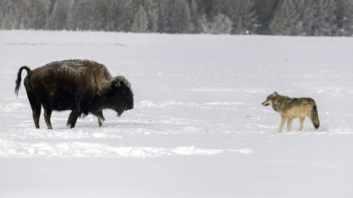 Le loup