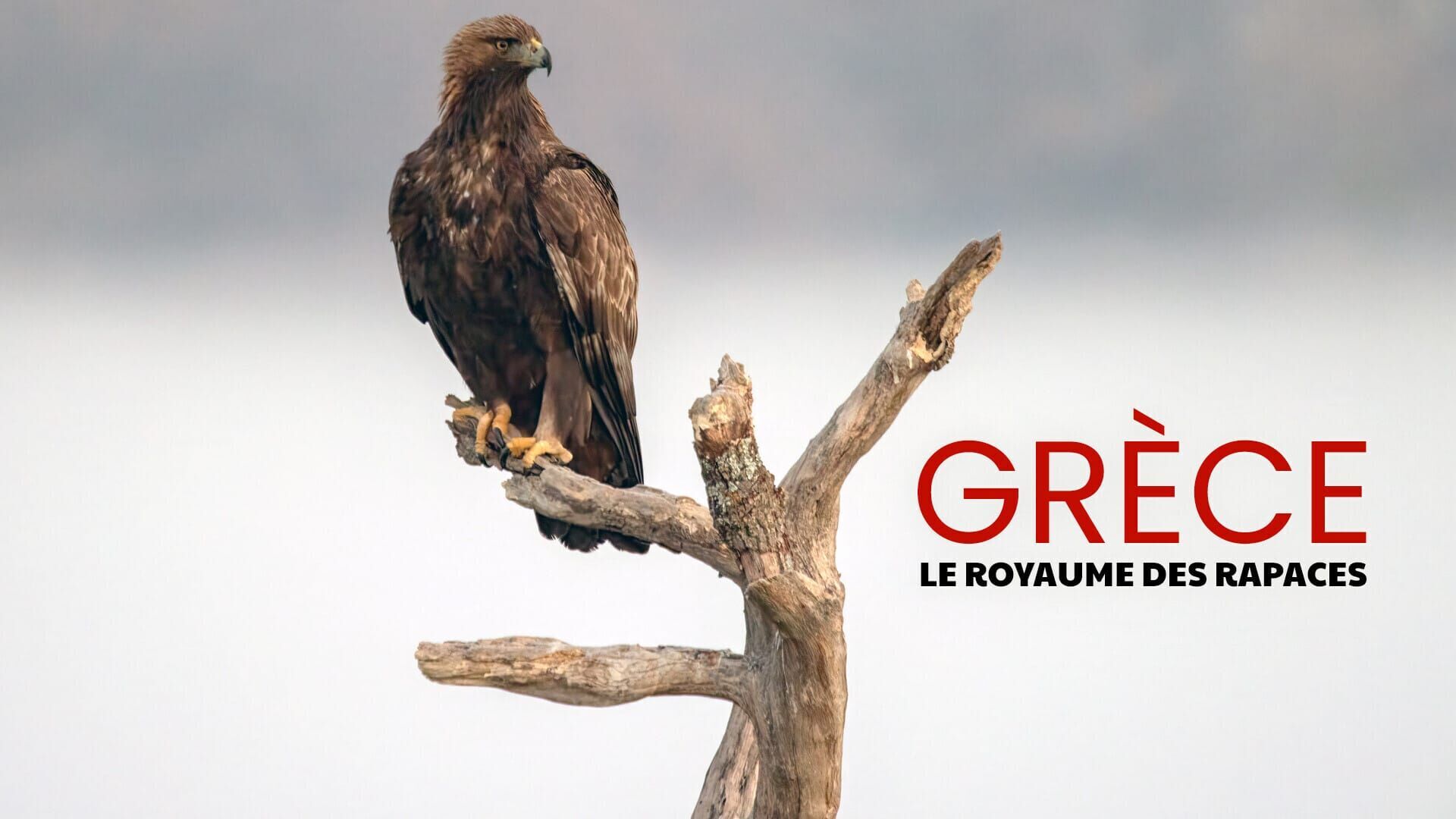 Grèce, le royaume des rapaces