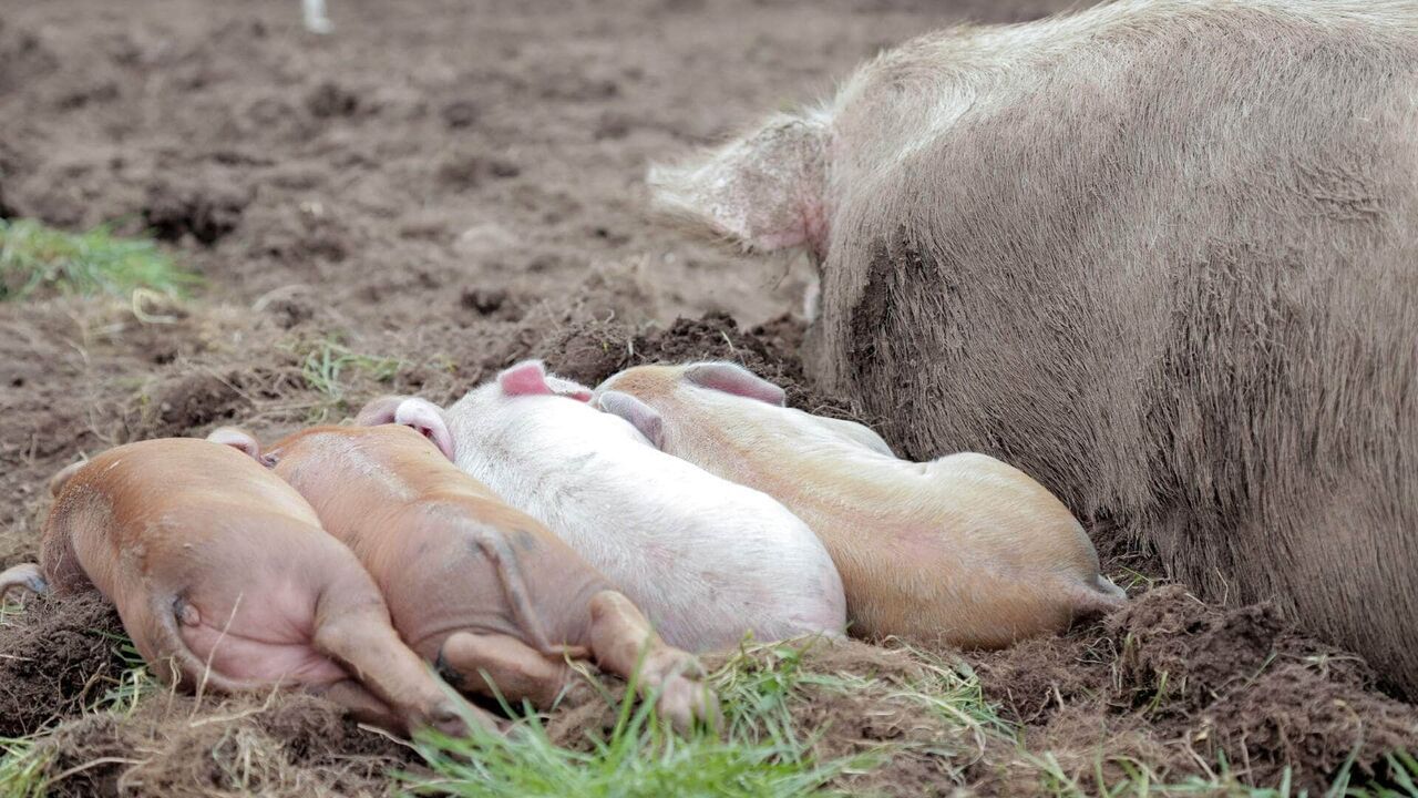 La vie secrète à la ferme