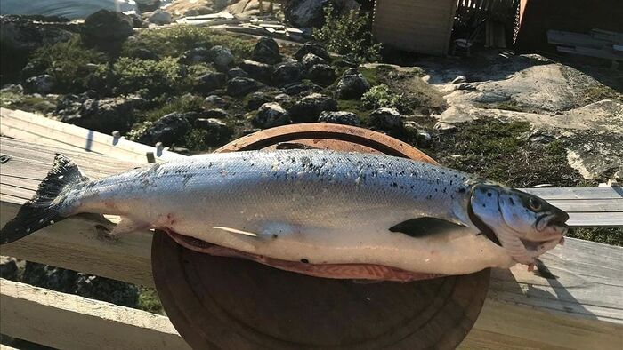 Globe-Pêcheurs au Groenland