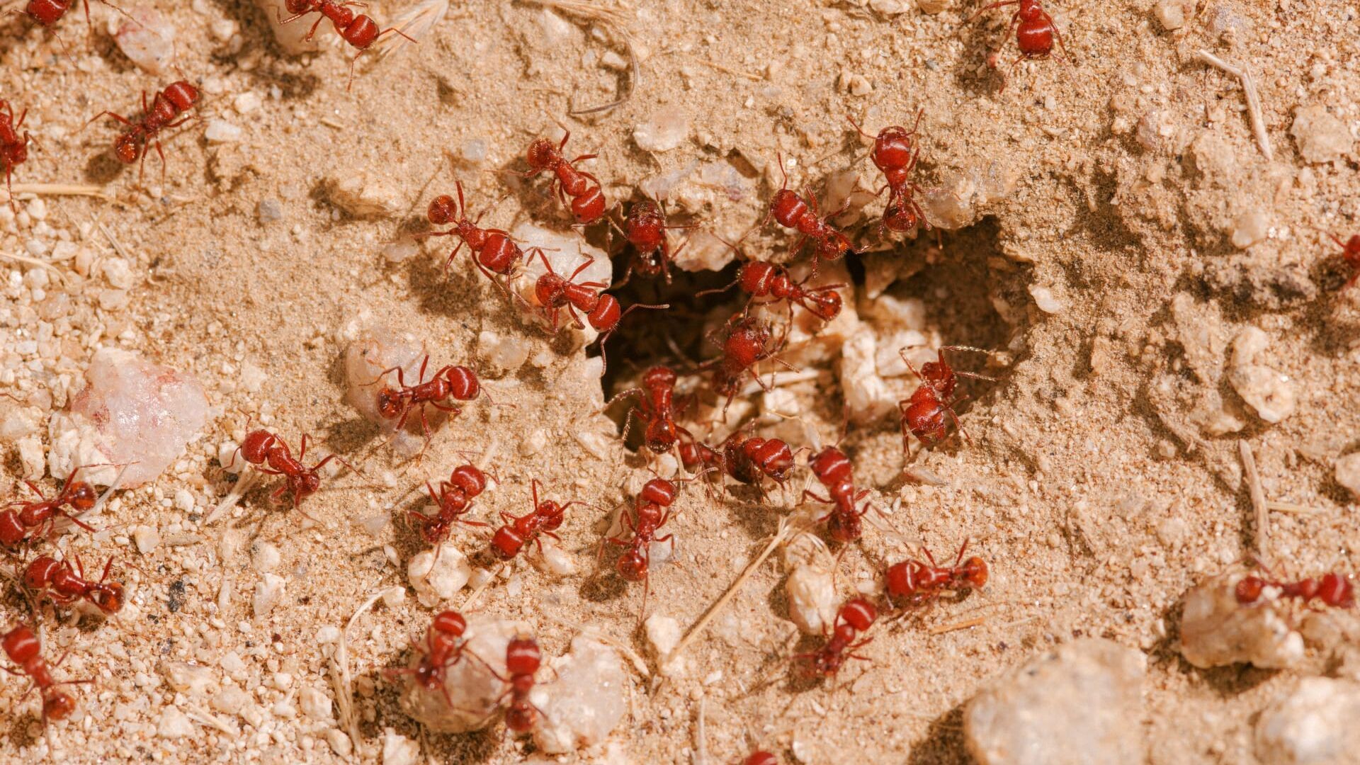 Scorpions et poisson lion