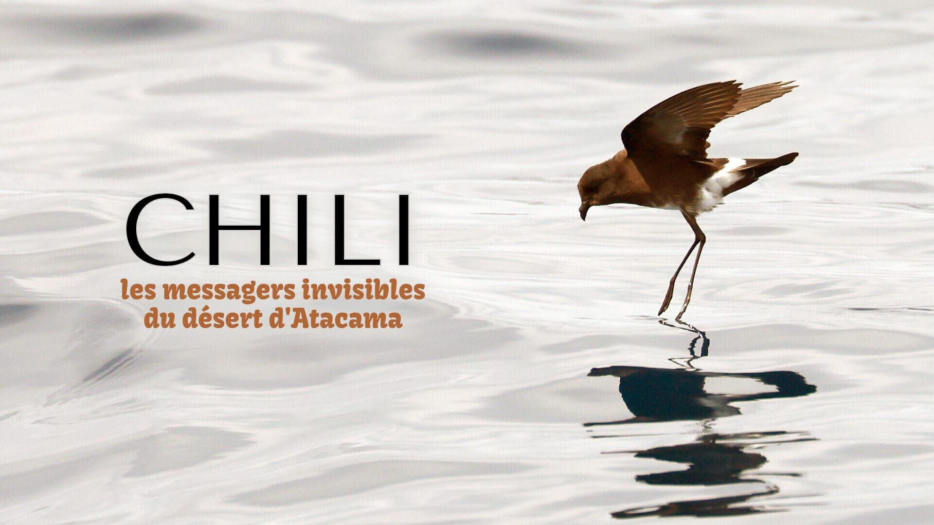 Chili, les messagers invisibles du désert d'Atacama