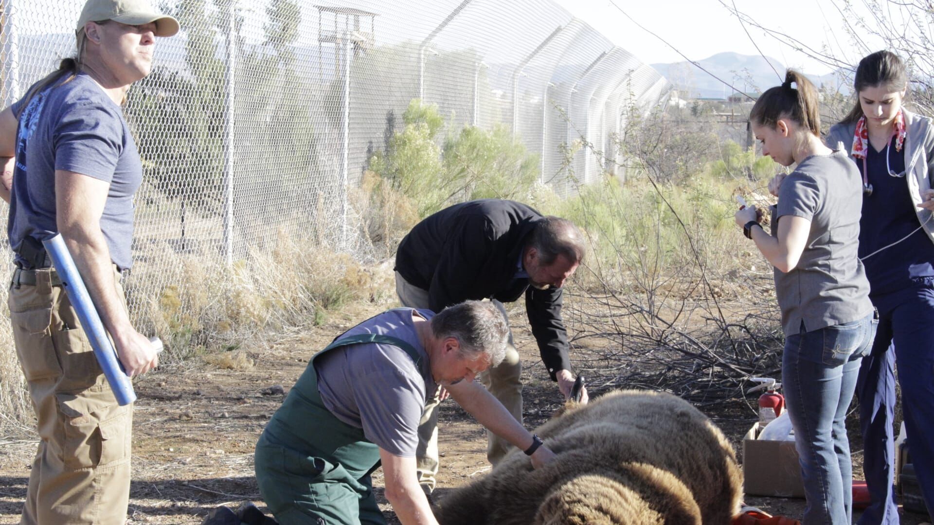 Être un ours mal léché