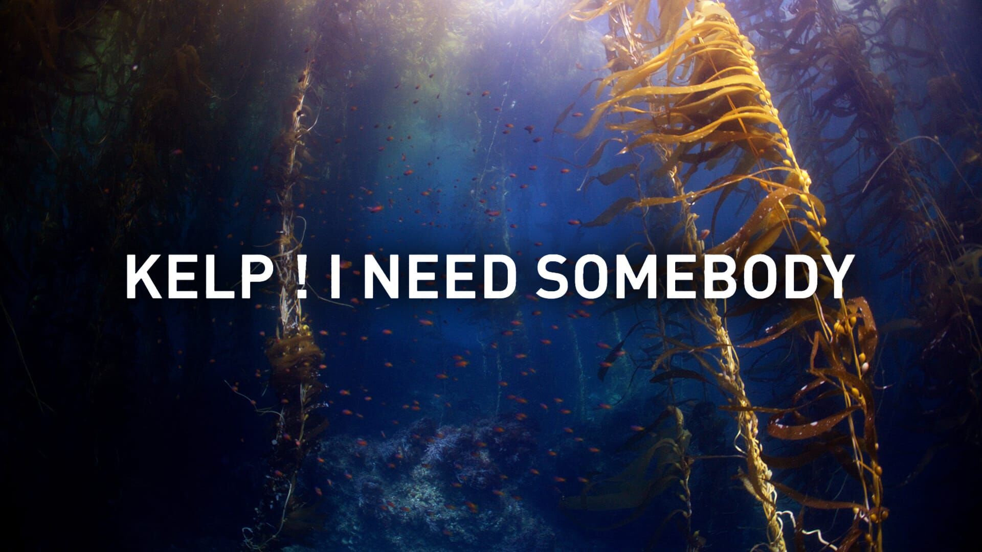 Kelp, I need somebody !