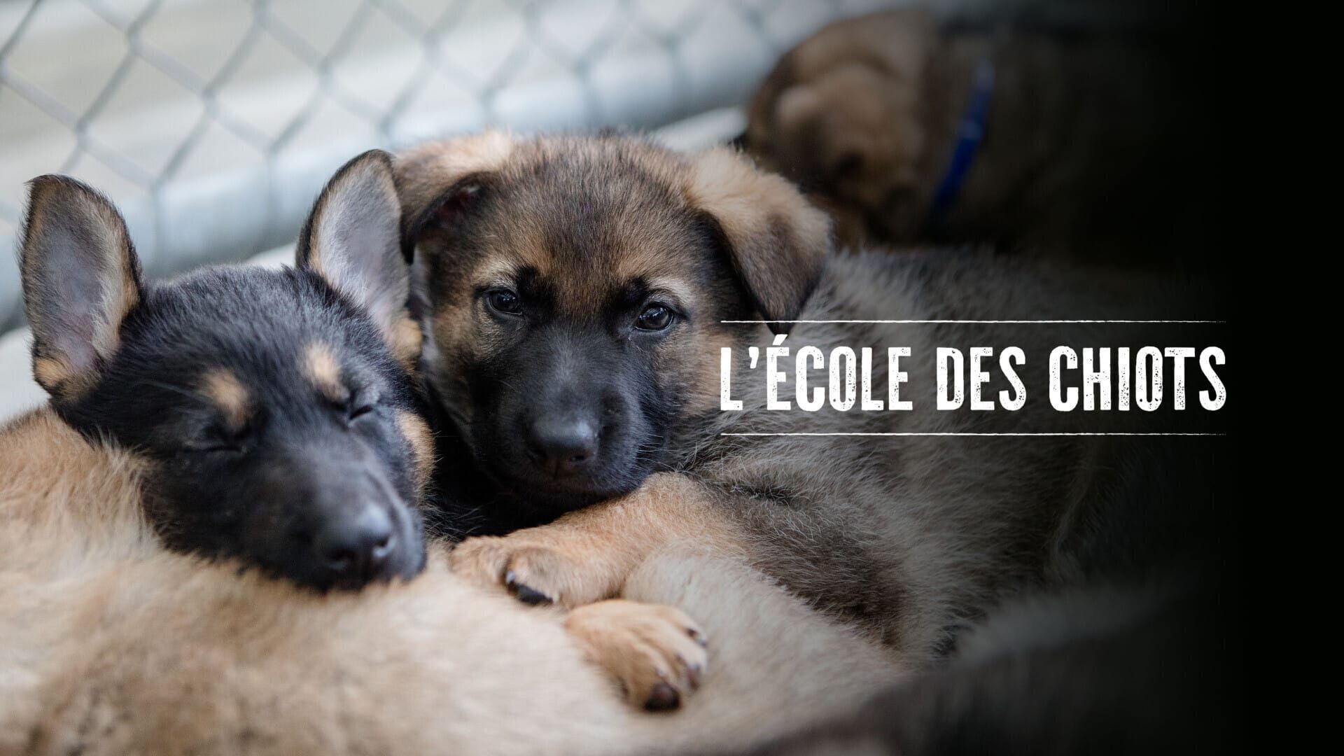 L'école des chiots