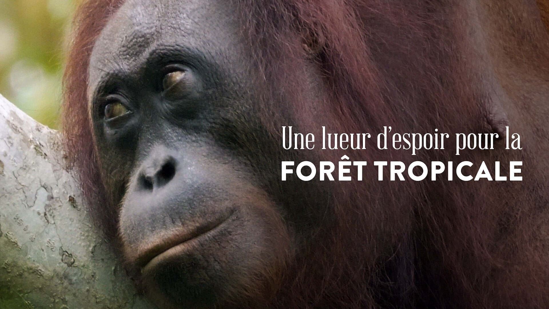 Une lueur d'espoir pour la forêt tropicale