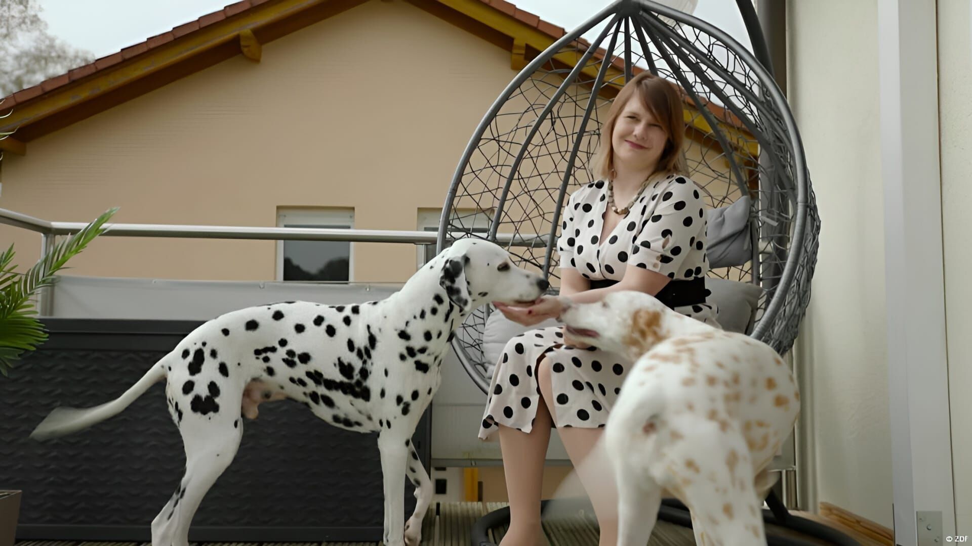 Animals on Instagram - Suffering for Likes?