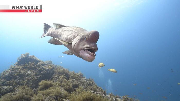 Mouth to Mouth Battle-Asian Sheephead Wrasse