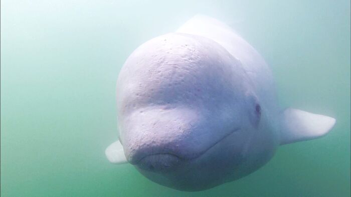 Bébé Beluga en danger