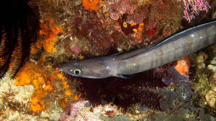 A la rencontre de l'anguille de mer