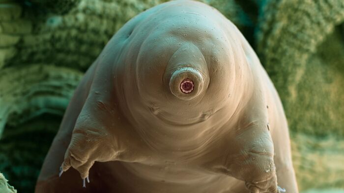 Tiny and Tough - The Incredible Resilience of Tardigrades
