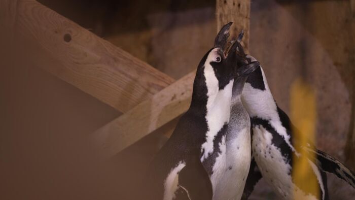 Nausicaá, dans les coulisses du plus grand aquarium d'Europe