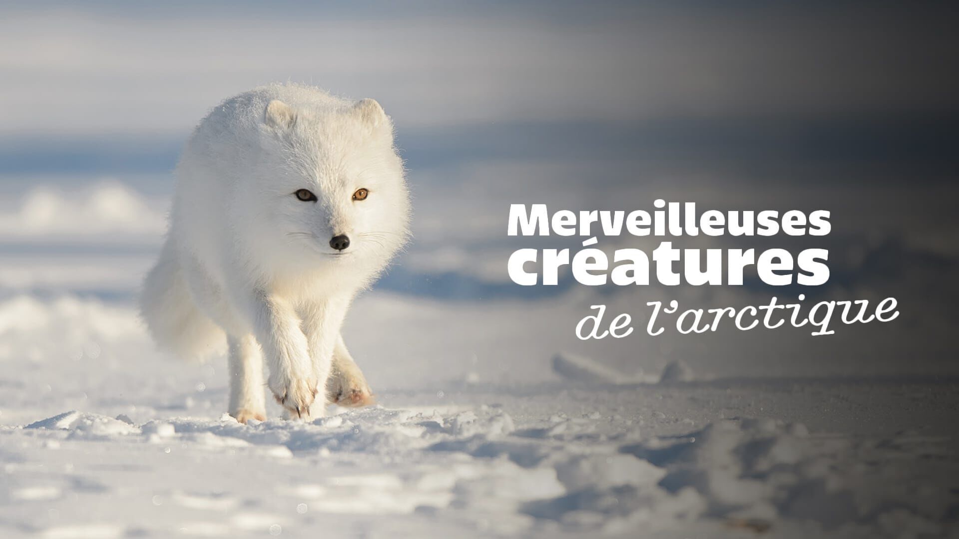 Merveilleuses créatures de l'Arctique