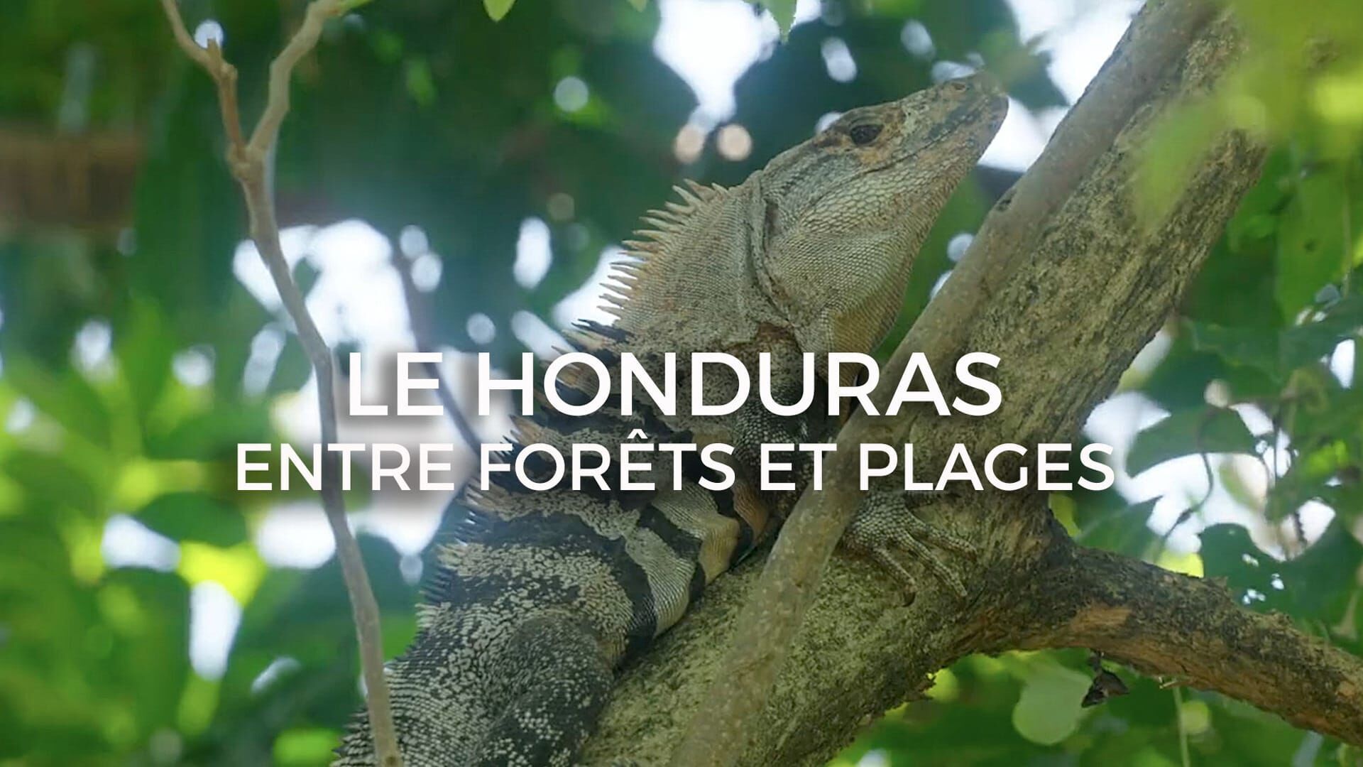 Le Honduras entre forêt tropicale et plages