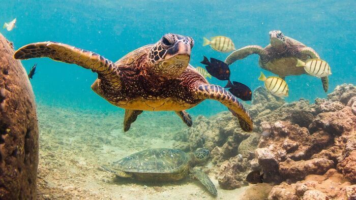 Searching for Snow Leopards