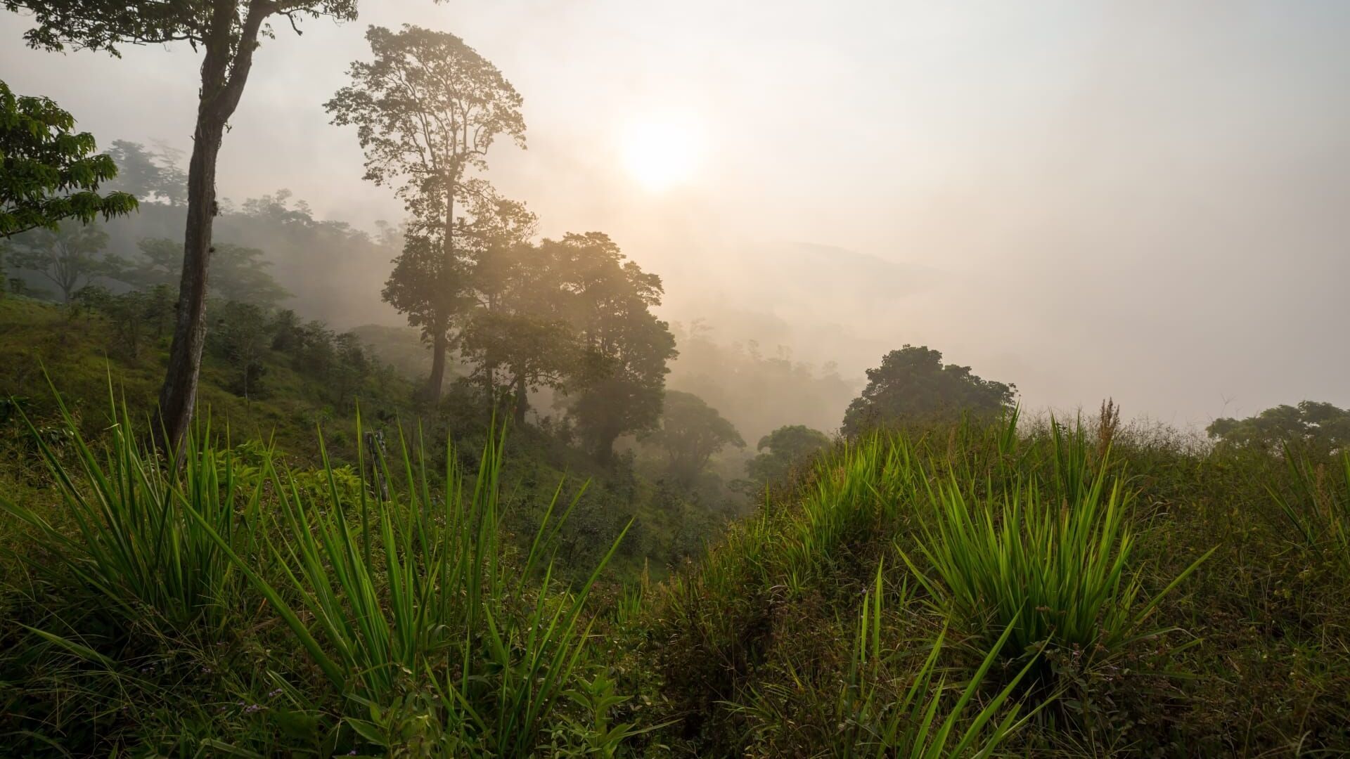 28 jours dans l'enfer vert du Honduras