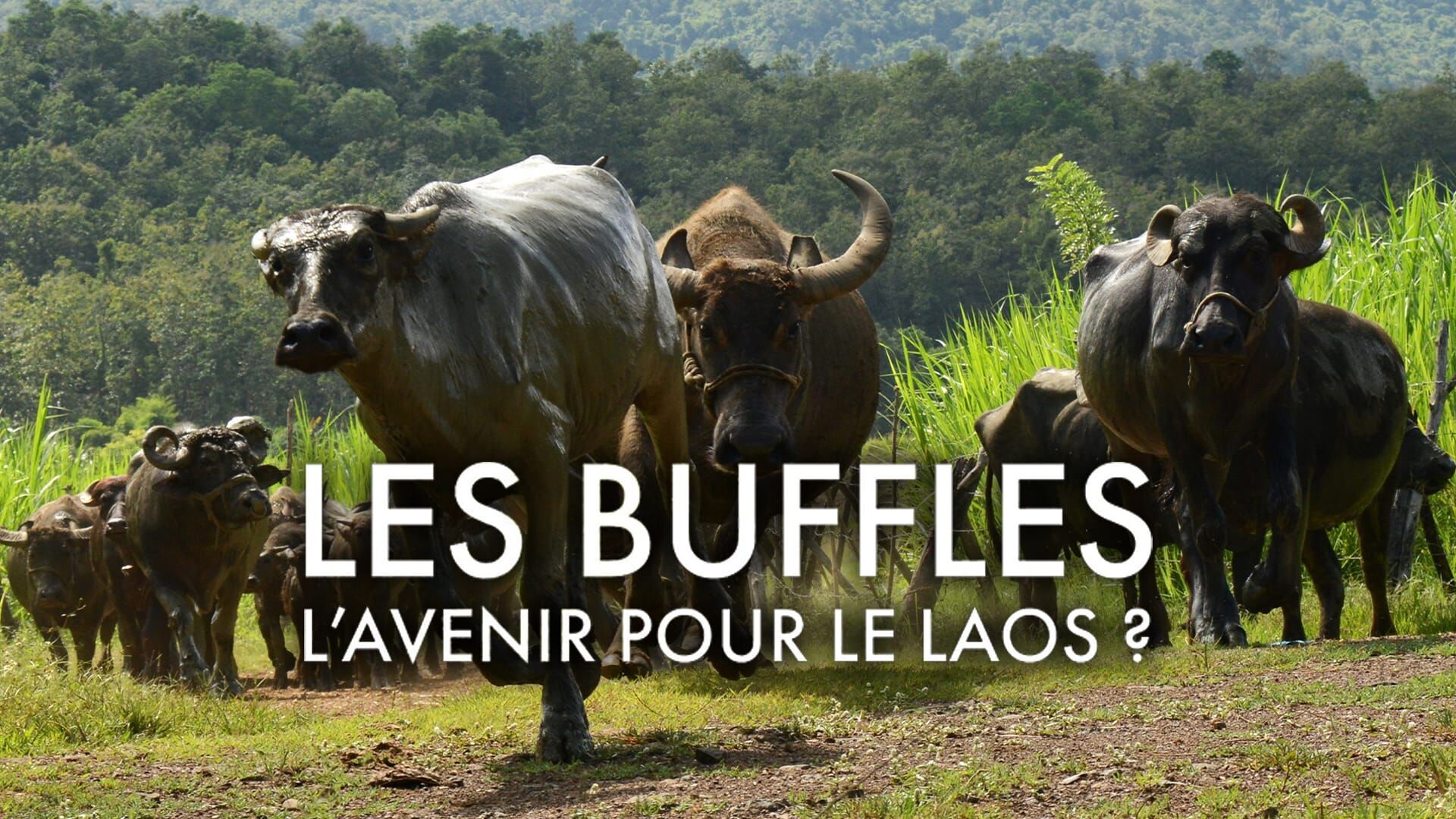 Les buffles, l'avenir pour le Laos ?