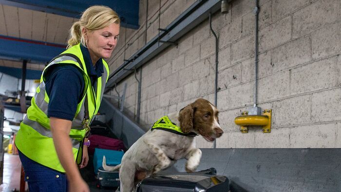 Douanes sous haute surveillance : Irlande