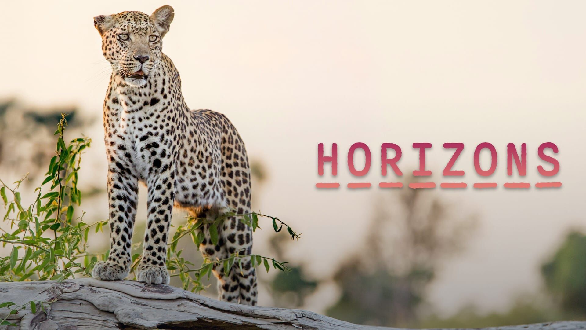 Botswana, le joyau africain