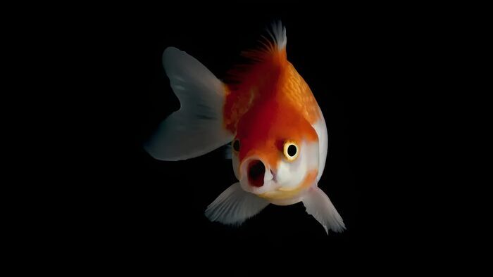Thinking Outside the Tank! - The Intelligence of Fish