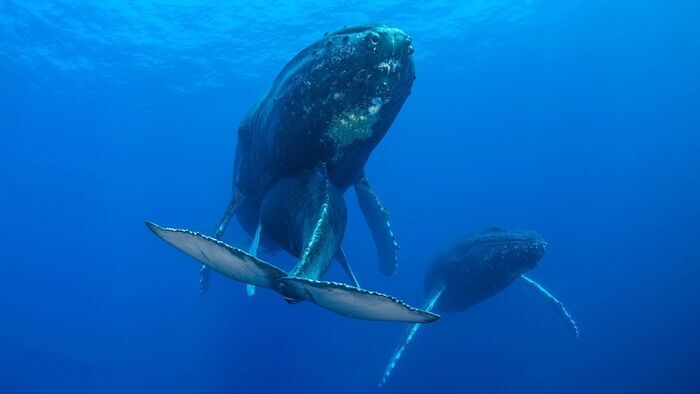 La sagesse des baleines