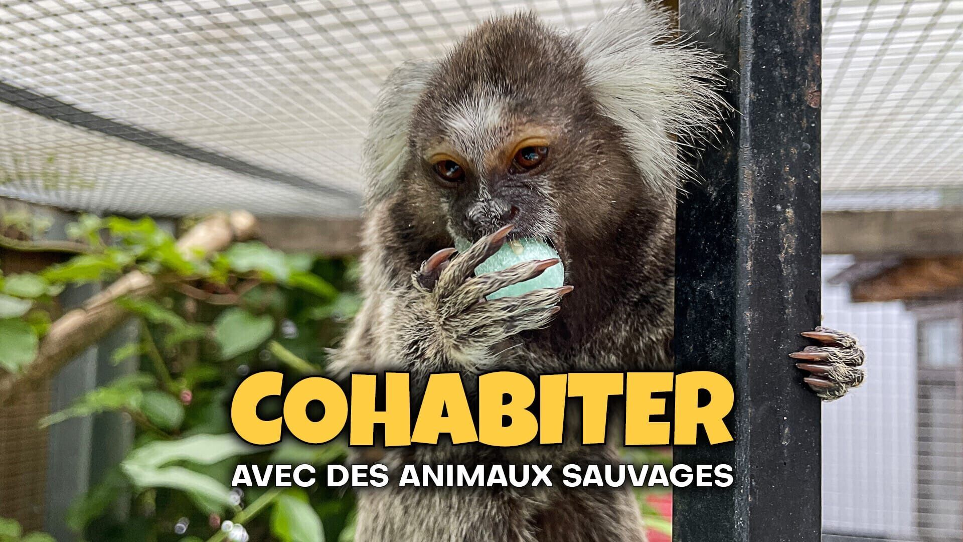 Cohabiter avec des animaux sauvages