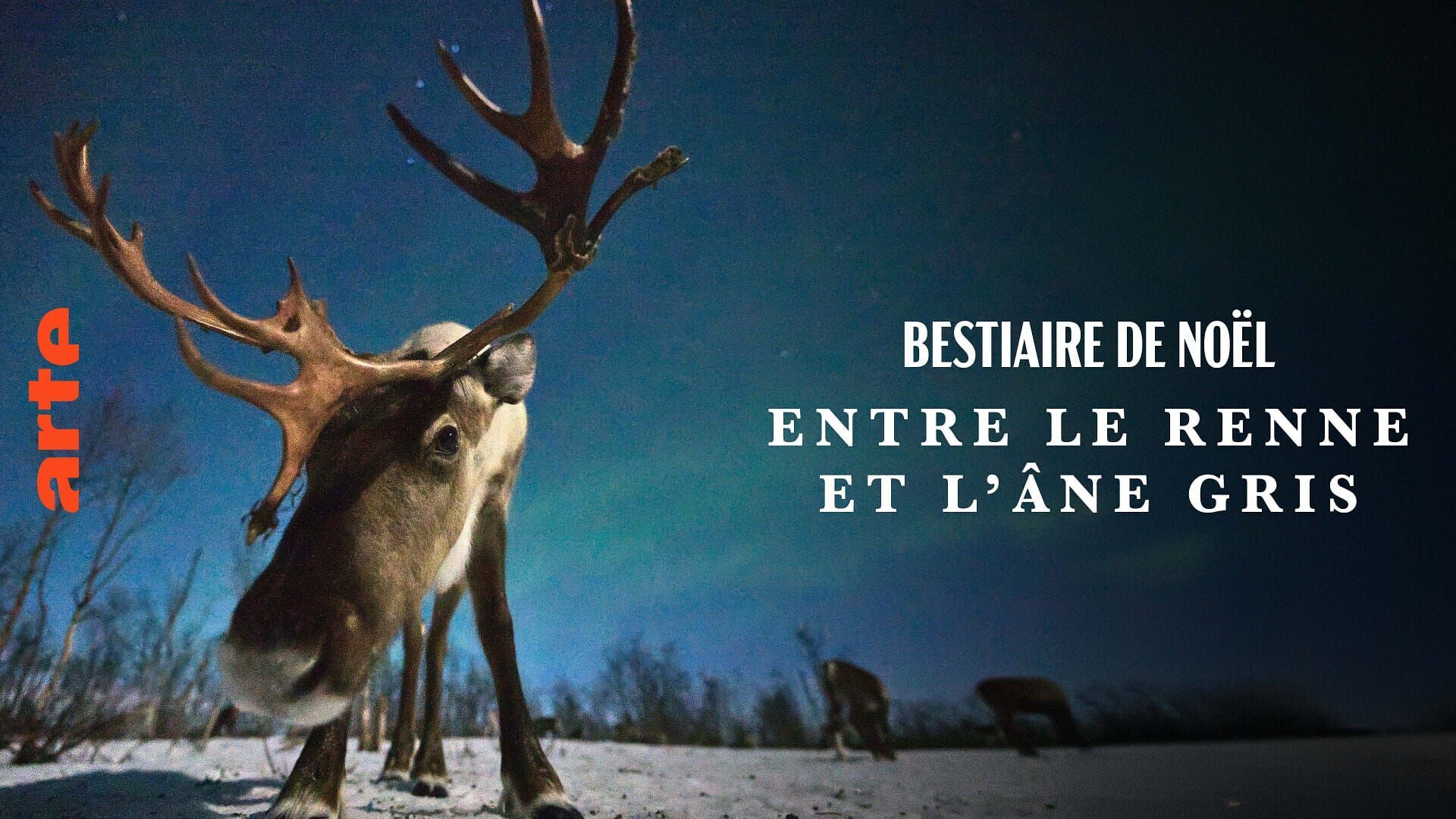 Bestiaire de Noël : Entre le renne et l'âne gris