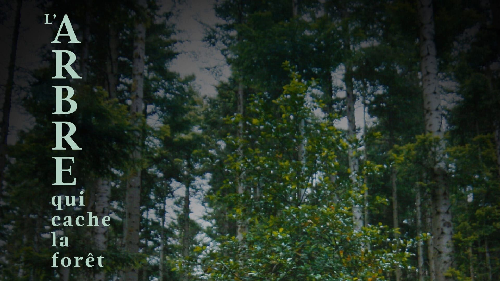 L'arbre qui cache la forêt