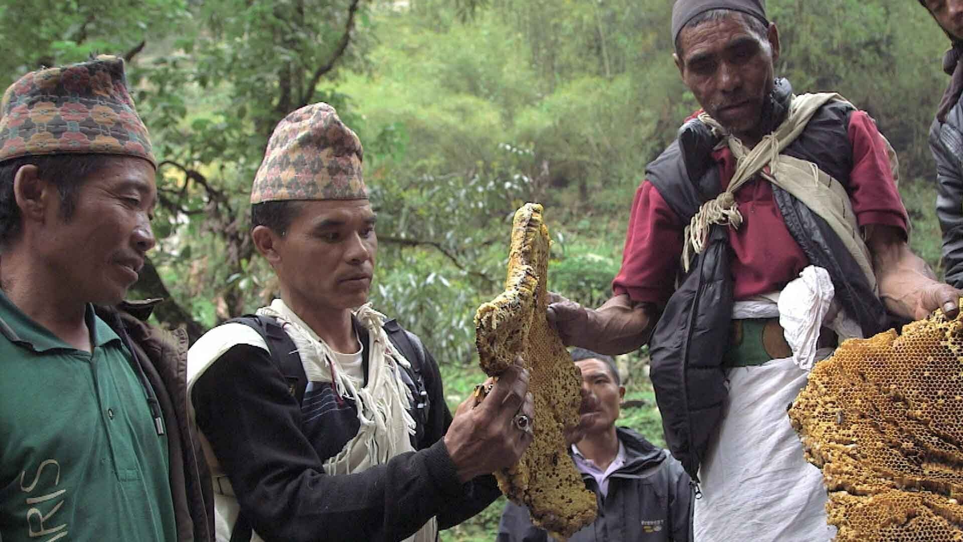 Népal, les Gurung et l'abeille géante