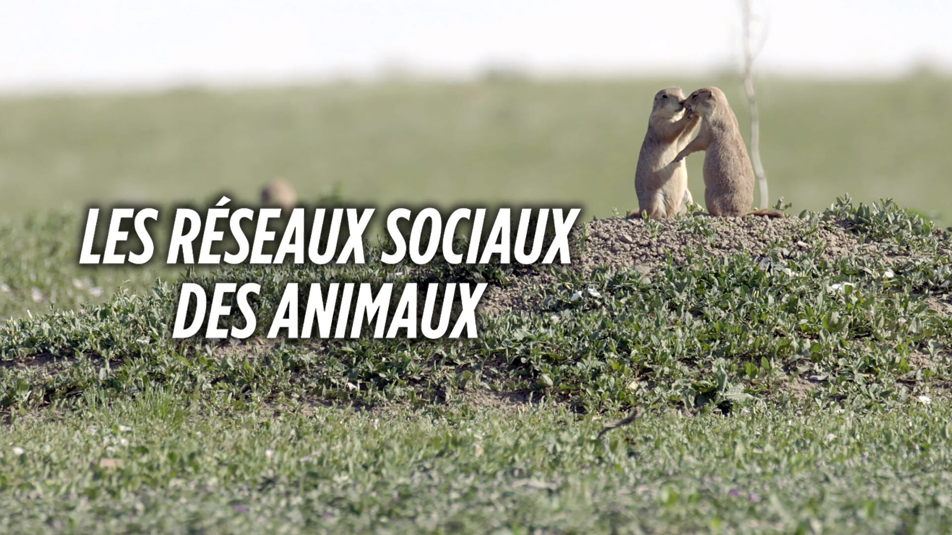 Secrets de famille