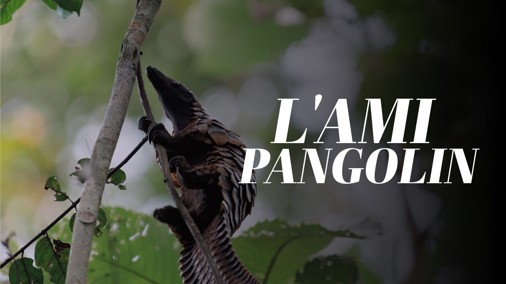 L'ami pangolin