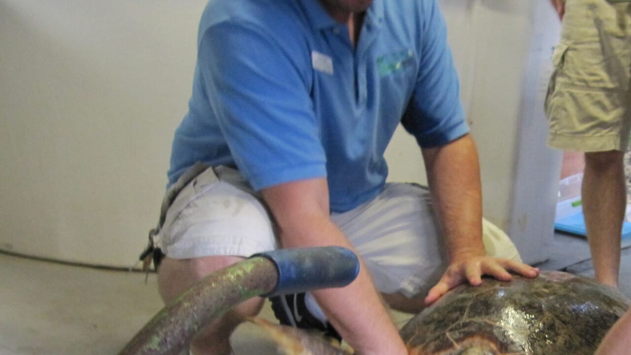 Tortues, requins et raies