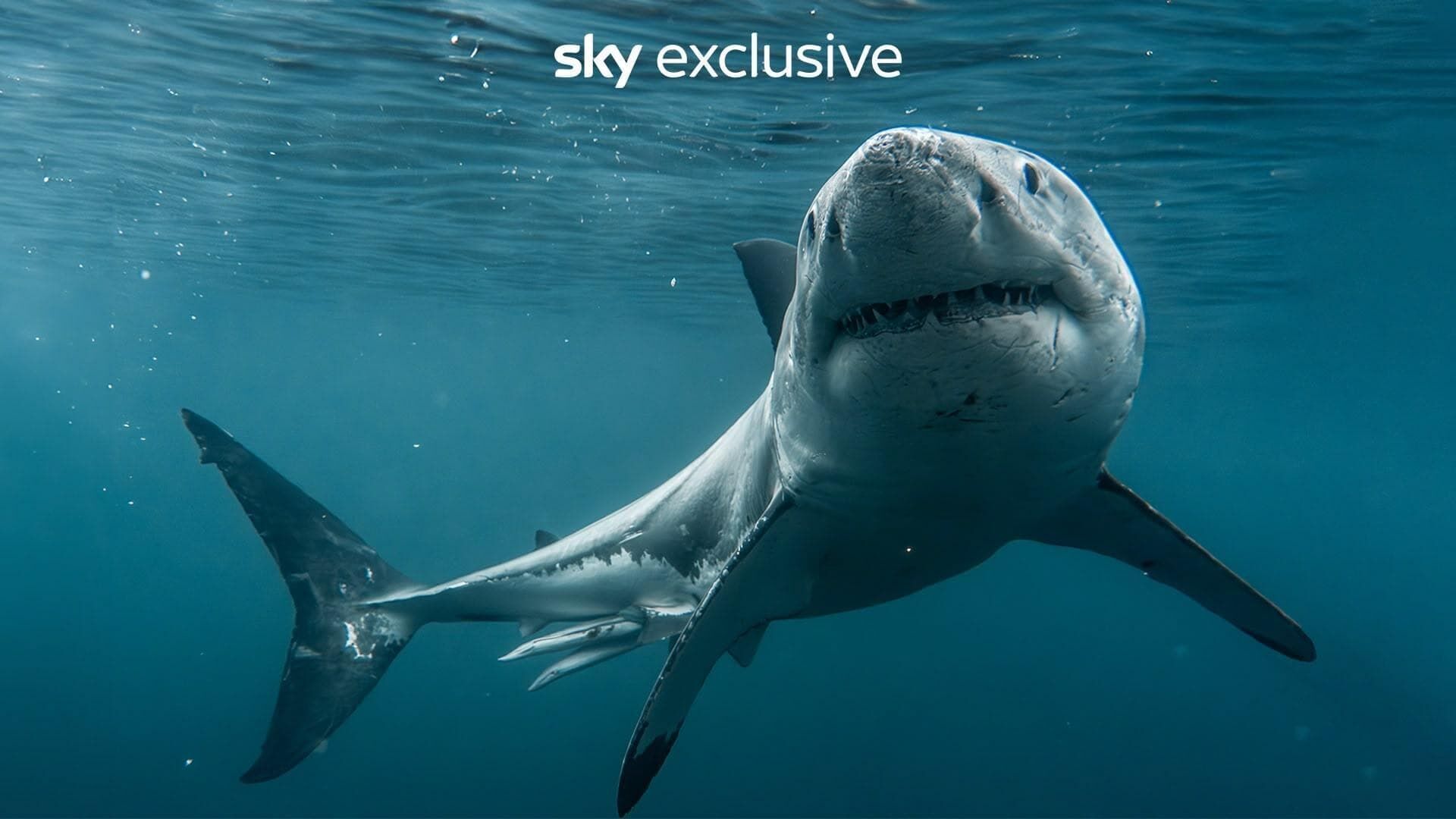 Requin Alpha, maître des océans