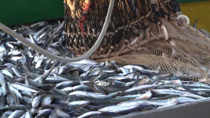 Sardine et bonnotte du marais breton vendéen