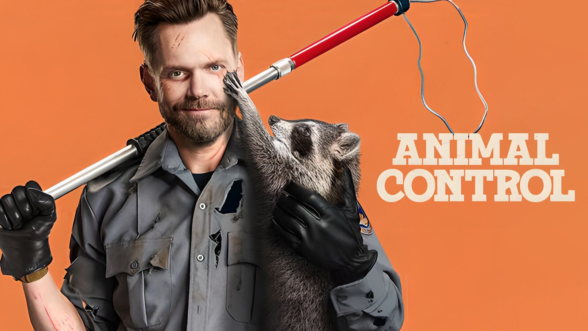 Bébés Kangourous et Poules Mouillées