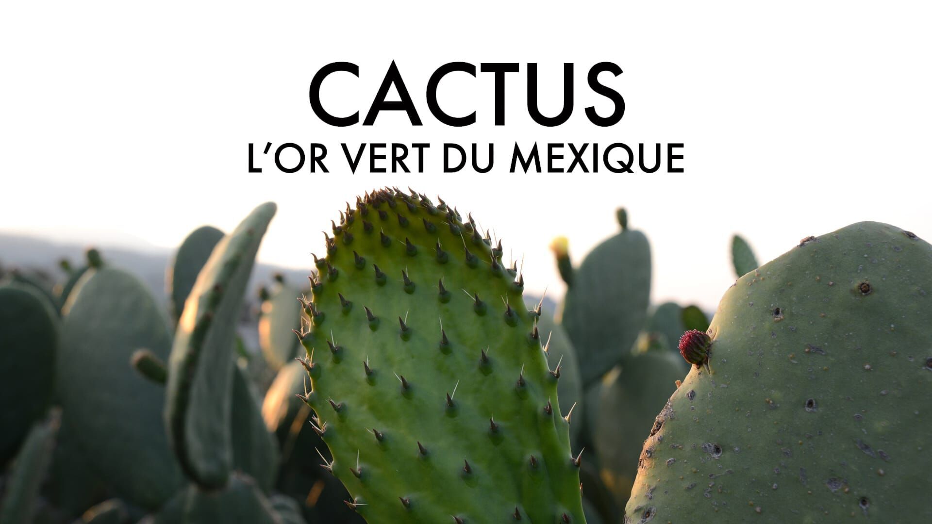 Cactus, l'or vert du Mexique