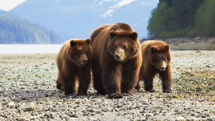 Alaska, l'ultime frontière de l'Amérique