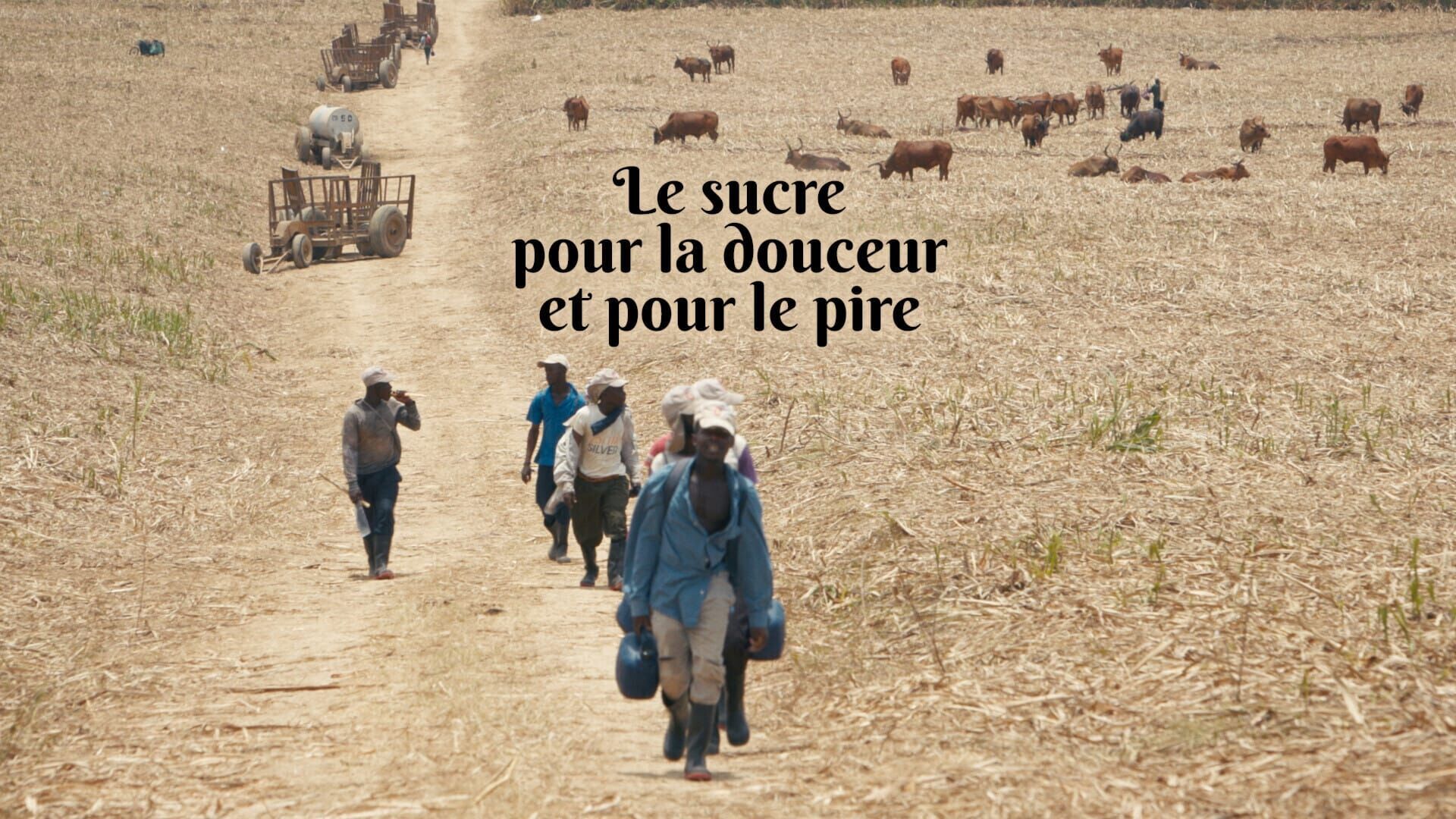 Le sucre, pour la douceur et pour le pire