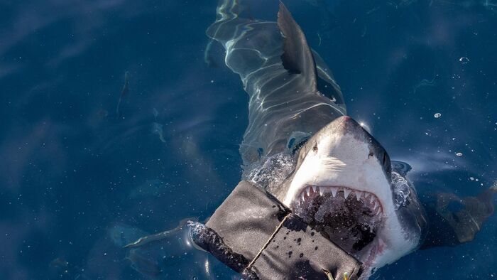 Sur la piste des requins : une exploration océanique