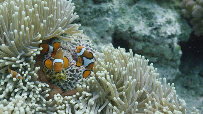 La mer de corail