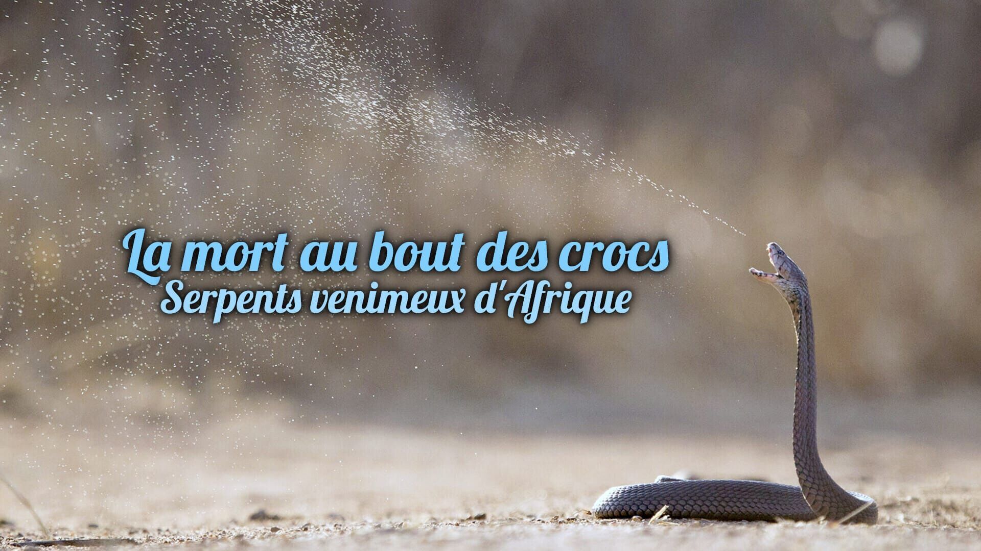 La mort au bout des crocs : Serpents venimeux d'Afrique