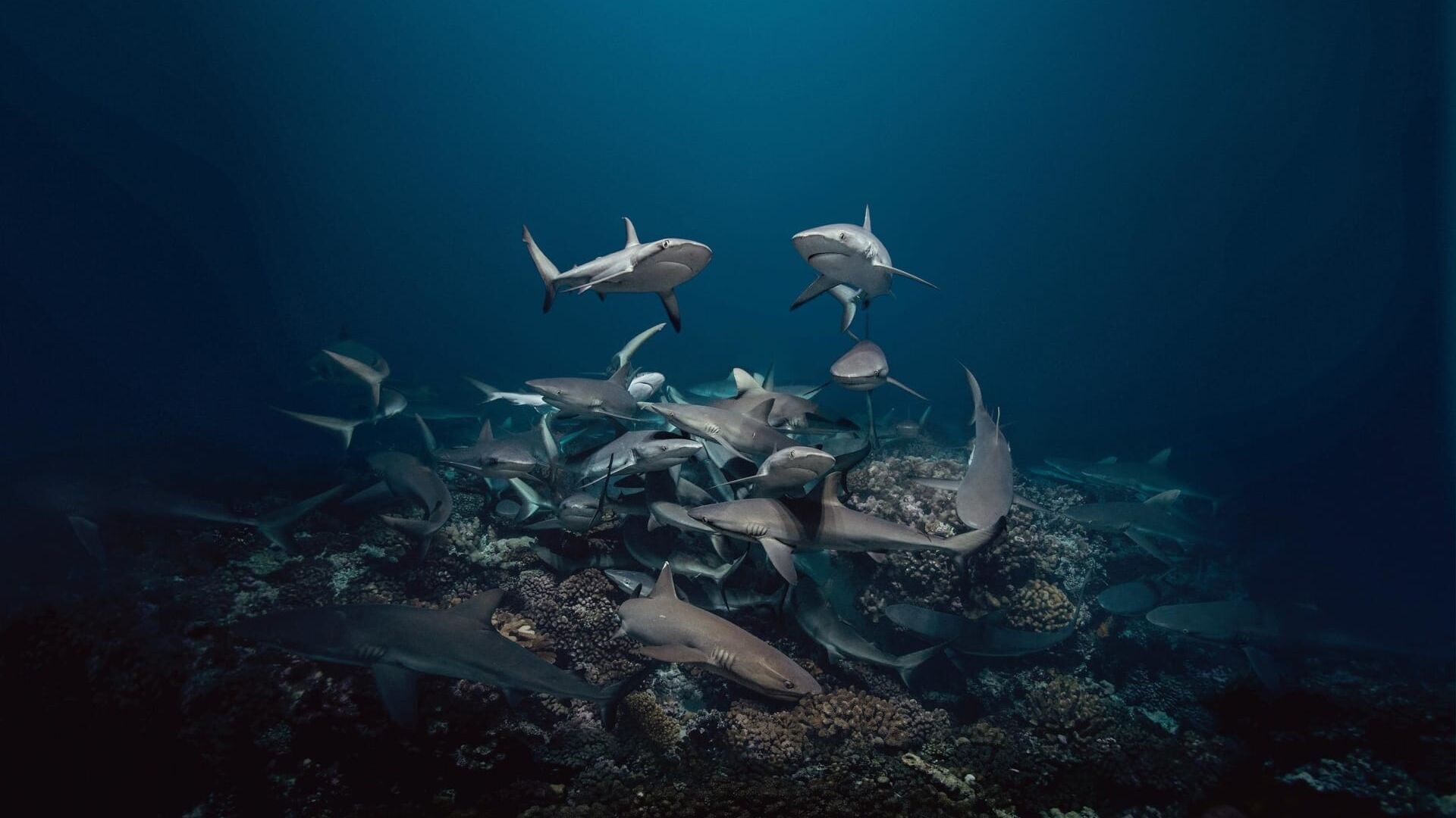 700 requins dans la nuit